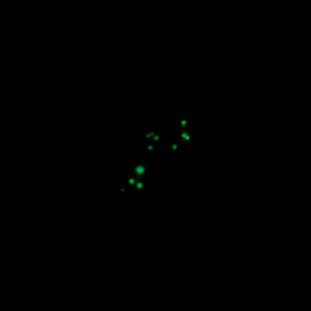 Enchanted Forest Glow UV Glitter Dip Powder